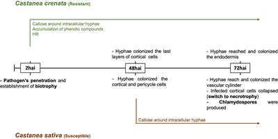 Dual transcriptomic analysis reveals early induced Castanea defense-related genes and Phytophthora cinnamomi effectors